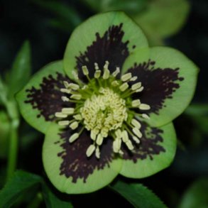Helleborus orientalis - Pskeklokke