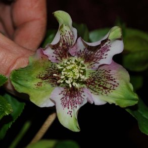 Helleborus nummereret planter