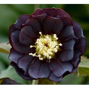 Helleborus orientalis - Dobbelte