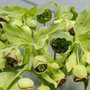 Helleborus foetidus - Stinkende nyserod