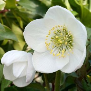 Helleborus niger - Alm. Julerose
