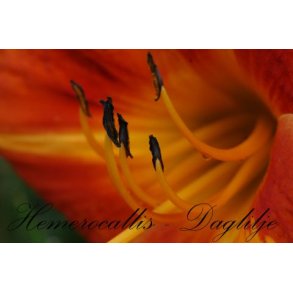 Ls om Hemerocallis - Dagliljer
