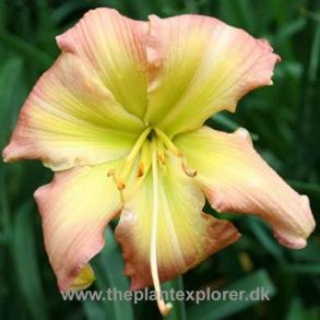 Hemerocallis - Daglilje N - Z