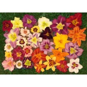 Hemerocallis - Dagliljer nyheder