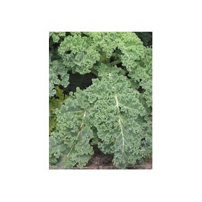 Grnkls fr - Palmekls fr