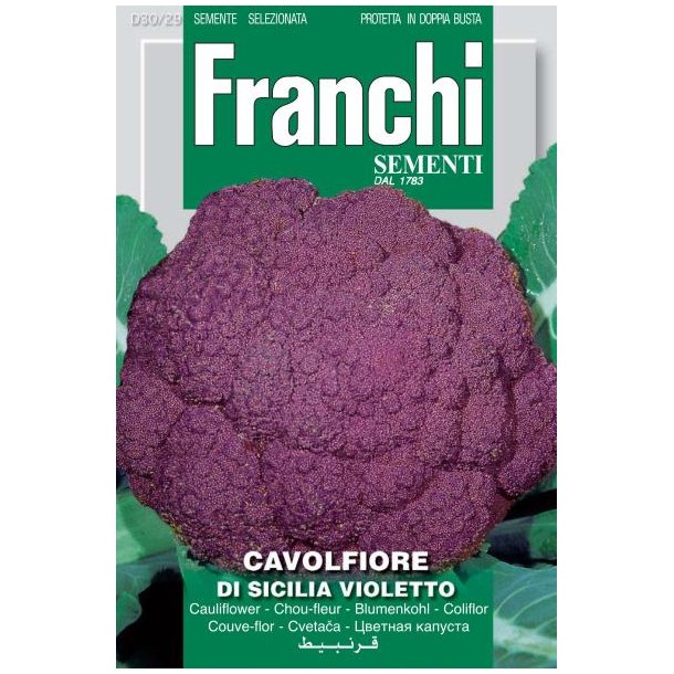 Brassica oleracea botrytis Di Sicilia Violetto