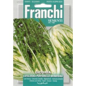 Cichirium intybus Puntarelle Brindisina