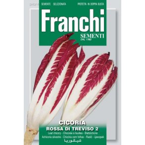 Cichorium intybus Rossa Di Treviso 2