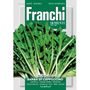 Cichirium intybus Barba Di cappuccino