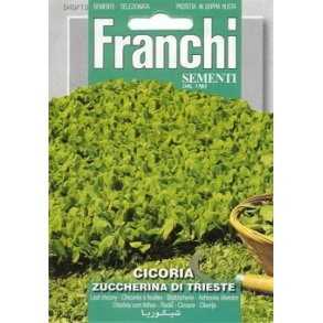Cichirium intybus Zuccherina Di Trieste
