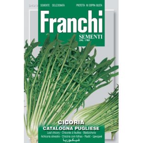 Cichorium intybus Catalogna Pugliese