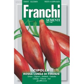 Allium cepa Rossa Lunga Di Firenze
