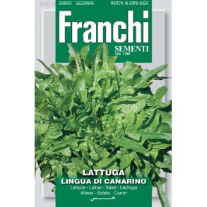 Lactuca sativa Lingua Di Canarino