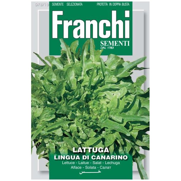 Lactuca sativa Lingua Di Canarino