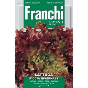 Lactuca sativa Riccia Invernale