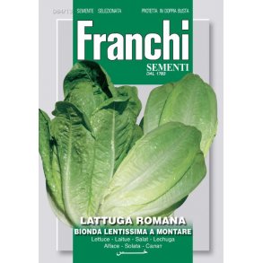 Lactuca sativa var. longifolia Bionda Lentirrima a Montare