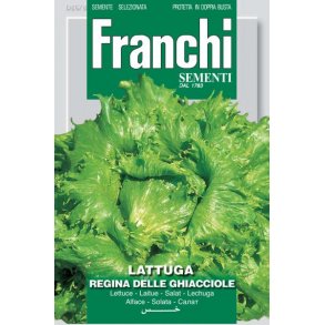 Lactuca sativa Regina Delle Ghiacciole