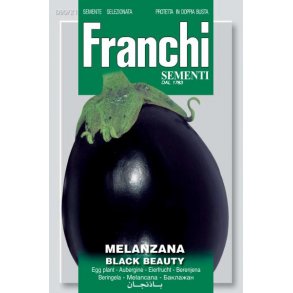 Solanum melongena Black Beauty