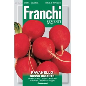 Raphanus sativus Rosso Gigante