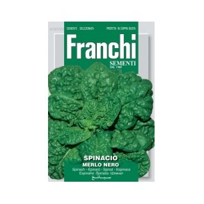 Spinacia oleracea Merlo Nero