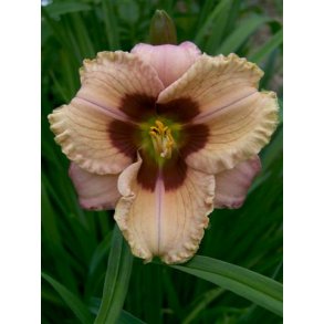 Hemerocallis Orchid Candy