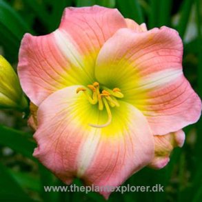 Hemerocallis Cherry Tiger