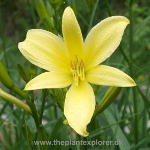 Hemerocallis Citrina
