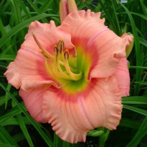 Hemerocallis Elegant Candy