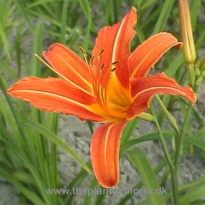 Hemerocallis Margaret Perry