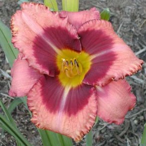 Hemerocallis Mask of Time