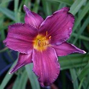 Hemerocallis Minstrel Boy