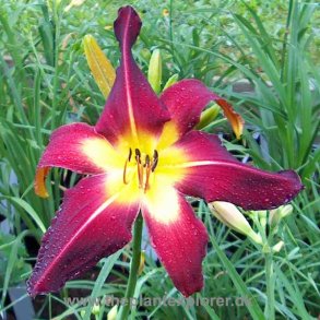 Hemerocallis Red Suspenders