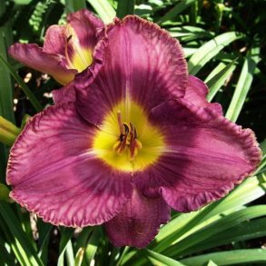 Hemerocallis Rhine Maiden