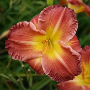 Hemerocallis Savannah Art