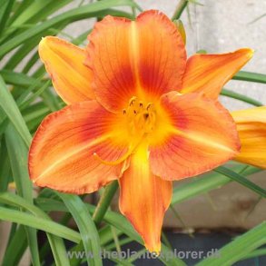 Hemerocallis Signal