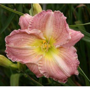 Hemerocallis Spring Rapture