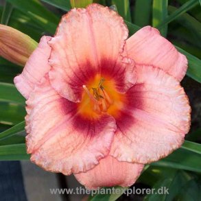 Hemerocallis Strawberry Candy