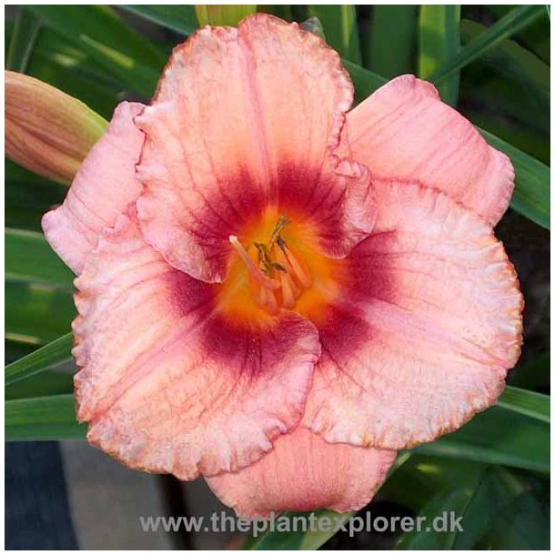 Hemerocallis Strawberry Candy