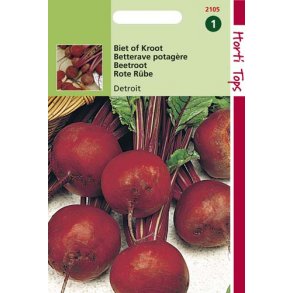 Beta vulgaris var. conditiva Detroit 2