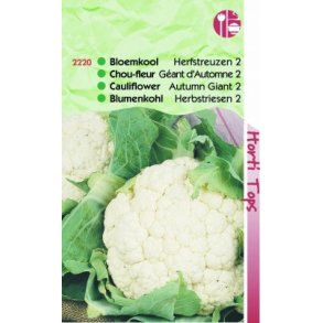 Brassica oleracea botrytis Autumn Giant 2