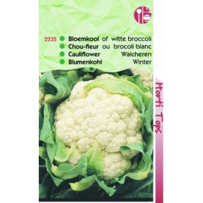 Brassica oleracea botrytis Walcheren Winter 5