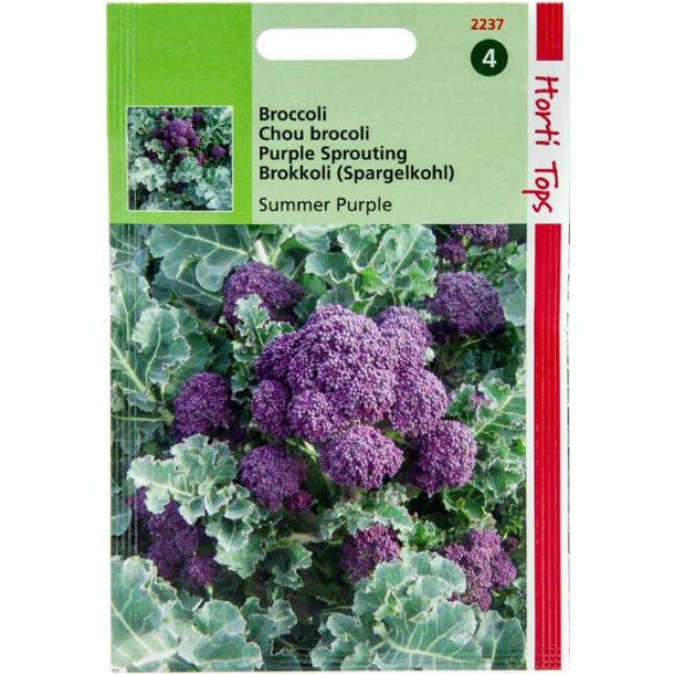 Brassica oleracea var. italic Summer Purple