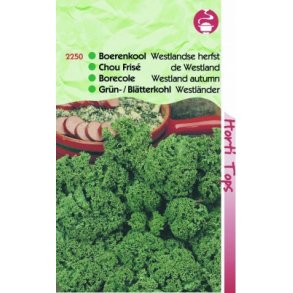 Brassica oleracea convar. acephala var. laciniata Westland Autumn