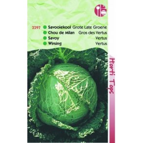 Brassica oleracea sabauda L. Vertus 3