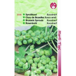 Brassica oleracea gemnifera Roodnerf, Type Sanda