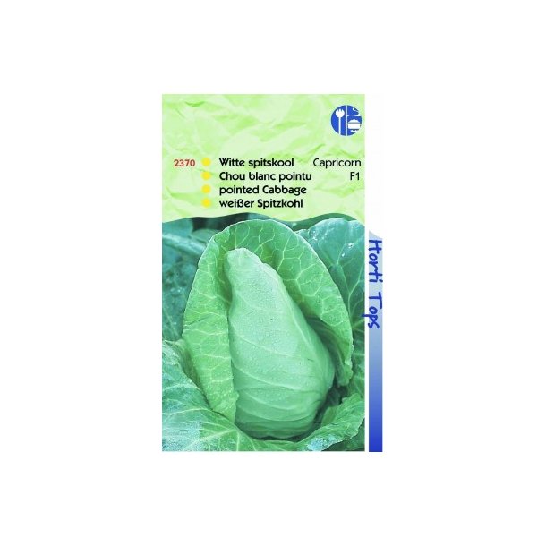 Brassica oleracea conica Caraflex F1 / Capricorn F1