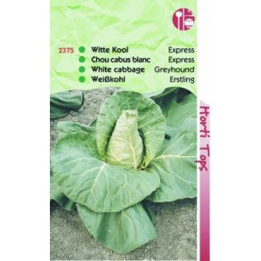 Brassica oleracea capitata Greyhound / Express