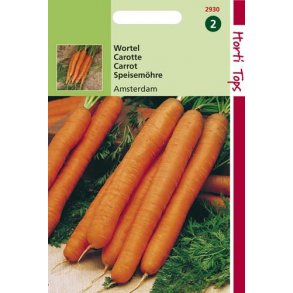 Daucus carota ssp. sativus Amsterdam 2