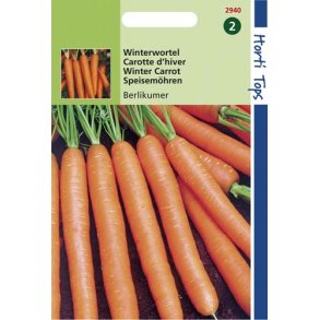 Daucus carota ssp. sativus Berlikum 2