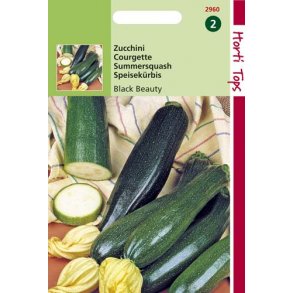 Cucurbita pepo Black Beauty